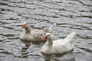 Fototapeta premium Greylag Goose Pair 02