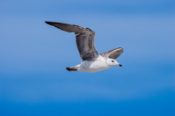 Immature Heuglini's Gull (Larus heuglini) in Barents Sea coastal area, Russia