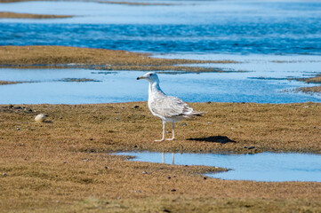 Immature Heuglini's Gull (Larus heuglini) in Barents Sea coastal area, Russia