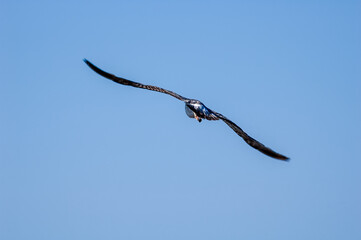 Immature Heuglini's Gull (Larus heuglini) in Barents Sea coastal area, Russia