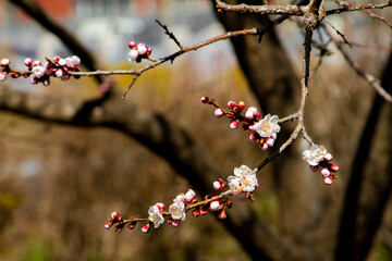 Pink apricot blossom cherry Peach Blossom flowering. Flowers wallpaper.