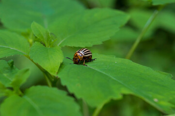 Colorado potato beetle on green leaves _ pests eating potatoes