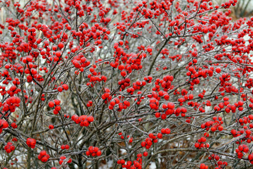 Horizontal closeup of the dark stems and bright red berries of the American native deciduous shrub...