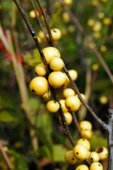 Vertical image of the deciduous shrub Berry Heavy Gold winterberry holly (Ilex verticillata...