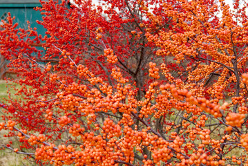 Horizontal closeup of 'Winter Gold' and 'Winter Red' winterberry holly (Ilex verticillata) shrubs...
