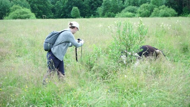 a girl photographer is making photos of a cow in a meadow, view from the half side