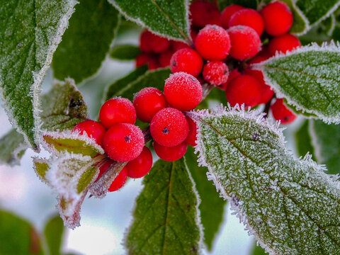Horizontal closeup of a stem of 'Winter Red' winterberry holly (Ilex verticillata 'Winter Red') with frost-covered red berries and green leaves