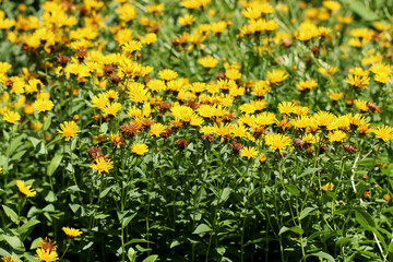 German spikenard (Inula germanica) in flower in a garden setting