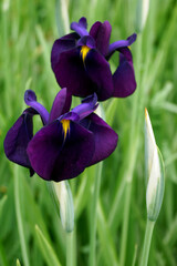 Vertical closeup of the purple flowers of variegated Japanese iris (Iris ensata [formerly I. kaempferi] 'Variegata')