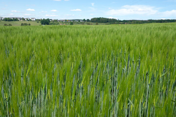 Kornfeld mit Gerste Ende Mai - Stockfoto