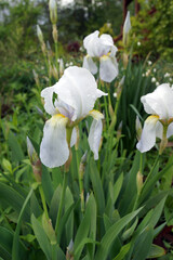 Vertical image of Florentine iris (Iris 'Florentina', also known as Iris germanica nothovar. florentina), the source of the fragrance fixative orris root, in flower in a garden setting