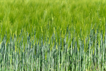 Gerste Ende Mai - Stockfoto