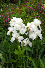 Vertical image of 'Immortality', a reblooming bearded iris hybrid, in a garden setting