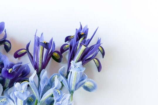 Horizontal image of purple and blue reticulated iris (Iris reticulata)  flowers against a white background, with copy space