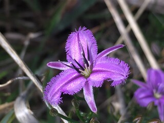 オーストラリア・ワイルドフラワーの世界