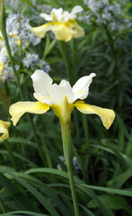 Vertical image of 'Butter and Sugar' Silberian iris (Iris sibirica) in flower in a garden setting