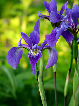 Vertical image of 'Gerald Darby' iris (Iris x robusta 'Gerald Darby') in bloom (flower) in a garden setting in late spring