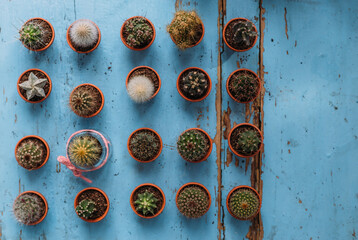 Lots of small cute cacti and succulents in pots