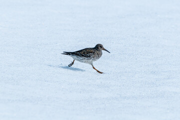 Purple Sandpiper (Calidris maritima) in Barents Sea coastal area, Russia