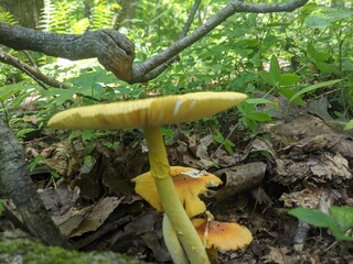mushroom in the forest