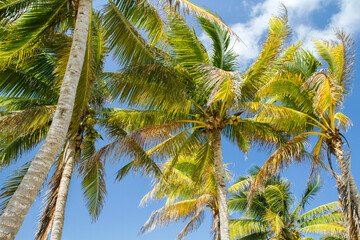 Plakat Flora. Tropical palm trees with beautiful green leaves and coconuts in the beach. 