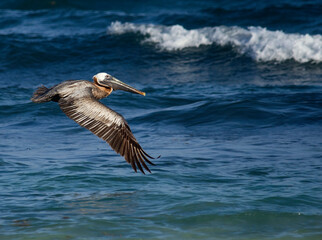 Caribbean wildlife. Birdwatching. Brown pelican, Pelecanus occidentalis, flying. The blue ocean and sea waves in the background. 