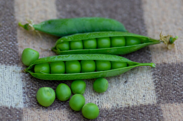 Pisum sativum pea green fruits in gree pods on brown background, tasty ripened sweet summer fruit, harvesting time