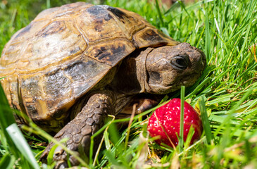 Griechische Landschildkröte im Garten im Sommer