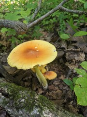 mushroom in the forest