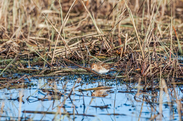 Little Stint (Calidris minuta) in Barents Sea coastal area, Russia