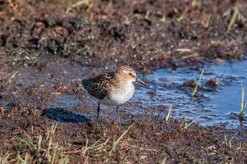 Little Stint (Calidris minuta) in Barents Sea coastal area, Russia