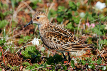 Little Stint (Calidris minuta) in Barents Sea coastal area, Russia