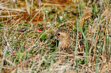 Little Stint (Calidris minuta) in Barents Sea coastal area, Russia