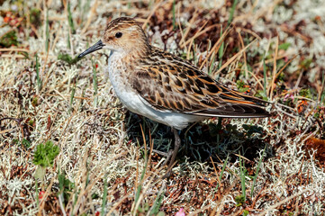 Little Stint (Calidris minuta) in Barents Sea coastal area, Russia