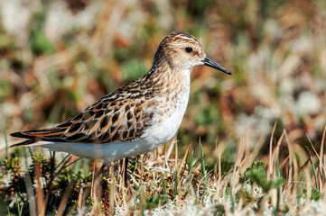Little Stint (Calidris minuta) in Barents Sea coastal area, Russia