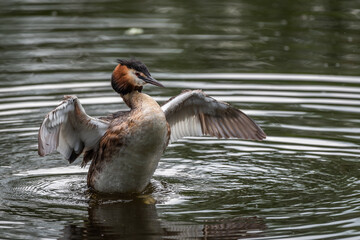 great crested grebe flapping it's wings in the Biesbosch the Netherlands