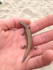 lizard on hand
