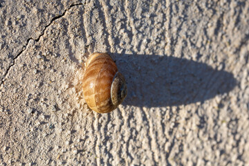Sunlit snail on a rough white wall