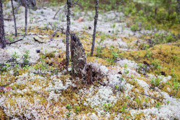 White moss in the forest, focus on the ground. Karelia