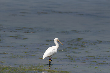 Spoonbill wading through the water looking for food
