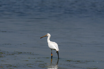 Spoonbill wading in the water looking for a meal