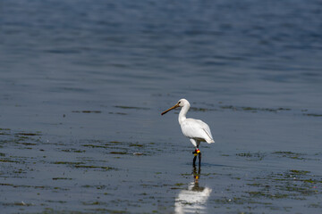 Spoonbill wading through the water looking for food