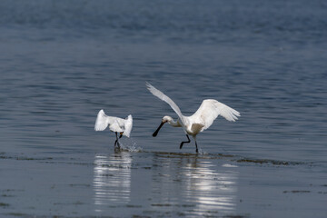 Spoonbill chasing away another spoonbill to defend it's territory