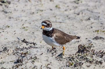 Ringed Plover (Charadrius hiaticula) in Barents Sea coastal area, Russia