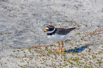 Ringed Plover (Charadrius hiaticula) in Barents Sea coastal area, Russia