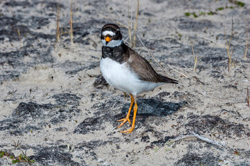 Ringed Plover (Charadrius hiaticula) in Barents Sea coastal area, Russia