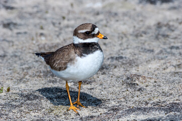Ringed Plover (Charadrius hiaticula) in Barents Sea coastal area, Russia