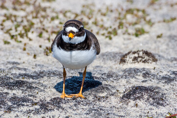 Ringed Plover (Charadrius hiaticula) in Barents Sea coastal area, Russia