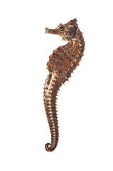 Dry seahorse, isolated on white.