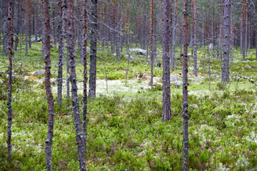 Forest with trees and moss, focus on the middle point